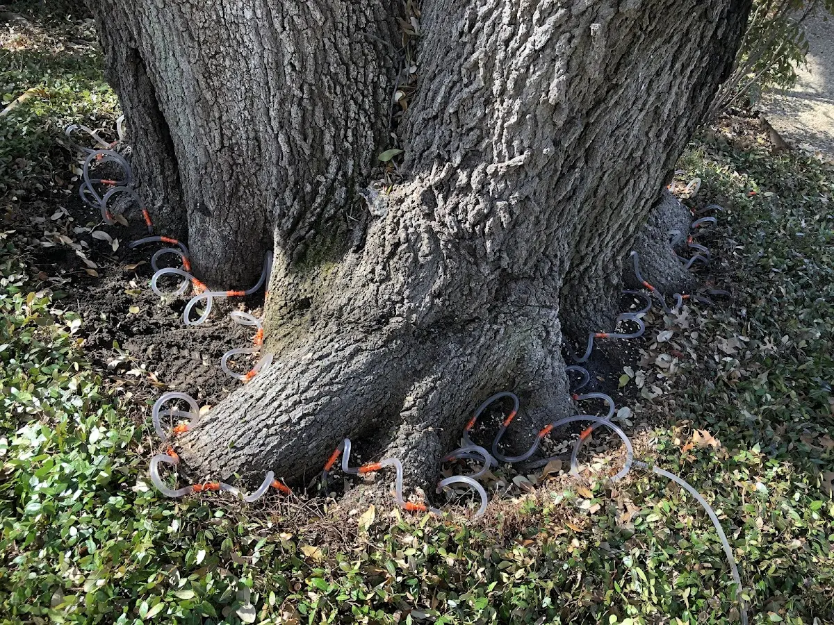 Detailed Tree Cabling and Bracing job site in Leland