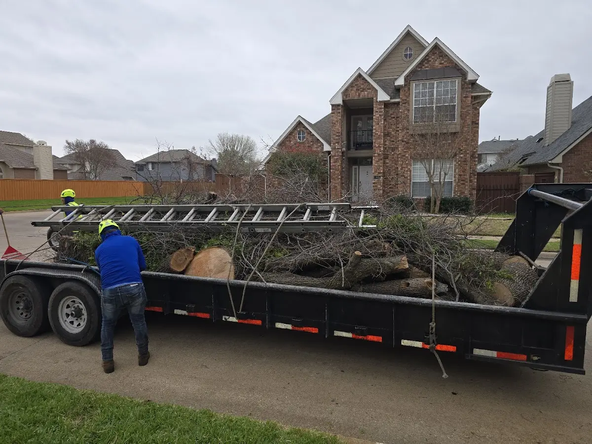 Expert Tree Pest Control with proper safety equipment in Leland